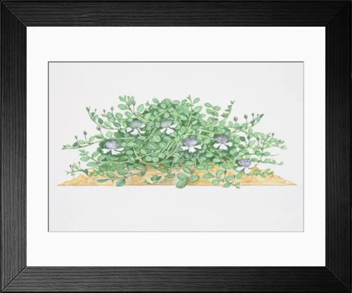 Framed Print : Capparis spinosa, Caper, low sprawling shrub, flowers with white petals and long purple stamens Framed Print : Capparis spinosa, Caper, low sprawling shrub, flowers with white petals and long purple stamens