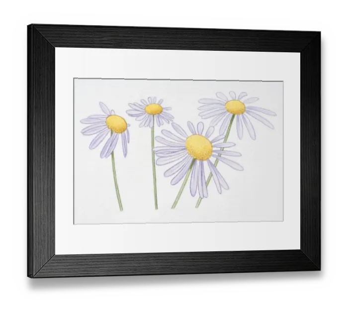 Framed Print : Aster novi-belgii, New York Asters or Michaelmas Daisy, front view Framed Print : Aster novi-belgii, New York Asters or Michaelmas Daisy, front view