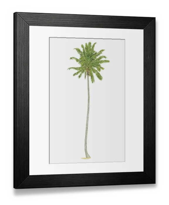 Framed Print : Illustration, Cocos nucifera, slender Coconut Palm bearing fruit