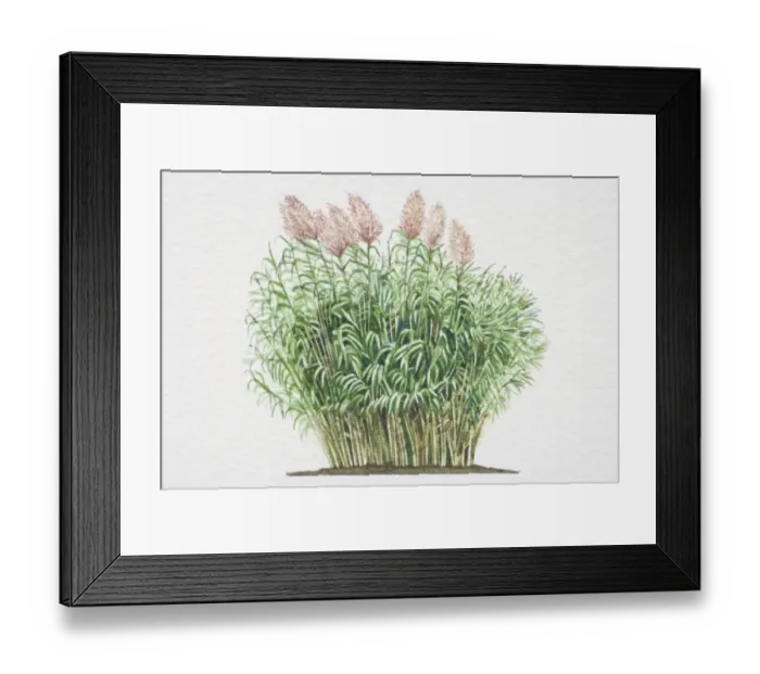 Framed Print : Illustration, Arundo donax, Giant Reed, dense leafy stalks and silky awns Framed Print : Illustration, Arundo donax, Giant Reed, dense leafy stalks and silky awns