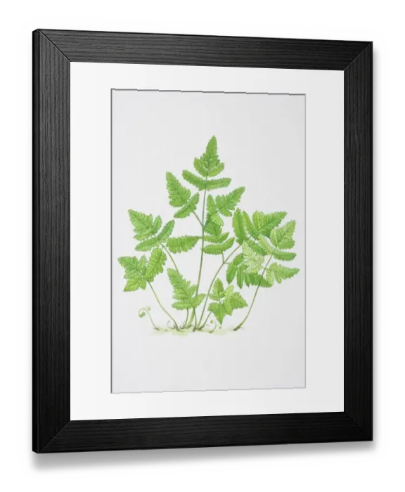 Framed Print : Illustration, serrated green leaves of Pteridium sp. Bracken Framed Print : Illustration, serrated green leaves of Pteridium sp. Bracken