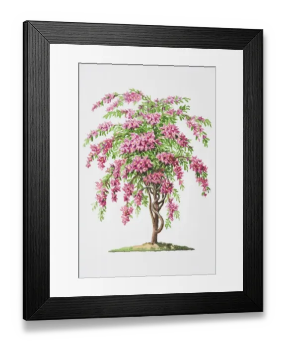 Framed Print : Illustration, clustered pink flower bracts and short-stalked leaves of Bougainvillea glabra Framed Print : Illustration, clustered pink flower bracts and short-stalked leaves of Bougainvillea glabra