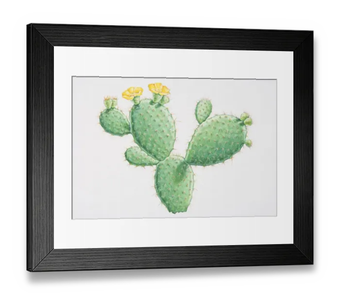 Framed Print : Illustration, Opuntia sp. Prickly Pear, yellow flowering cactus growing in flat rounded segments Framed Print : Illustration, Opuntia sp. Prickly Pear, yellow flowering cactus growing in flat rounded segments