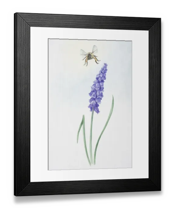 Framed Print : Illustration, bell-shaped purple flowers of Muscari sp. Grape Hyacinth, on single stem Framed Print : Illustration, bell-shaped purple flowers of Muscari sp. Grape Hyacinth, on single stem