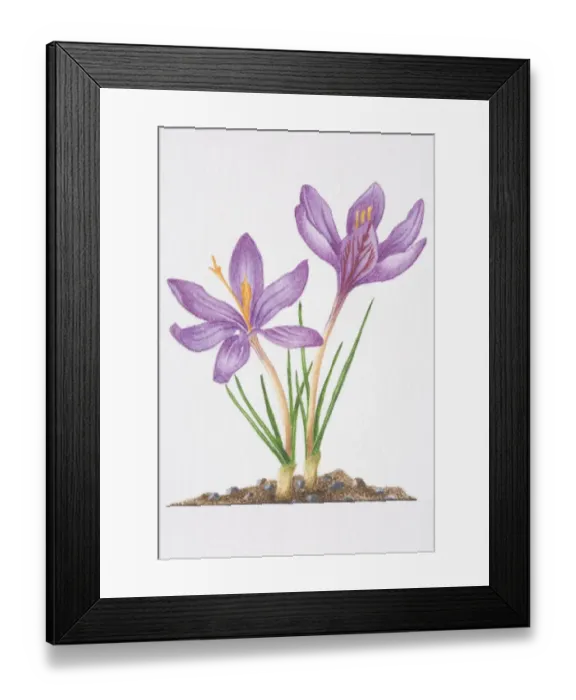 Framed Print : Illustration, purple flowers and slender grass-like leaves of Crocus biflorus Framed Print : Illustration, purple flowers and slender grass-like leaves of Crocus biflorus