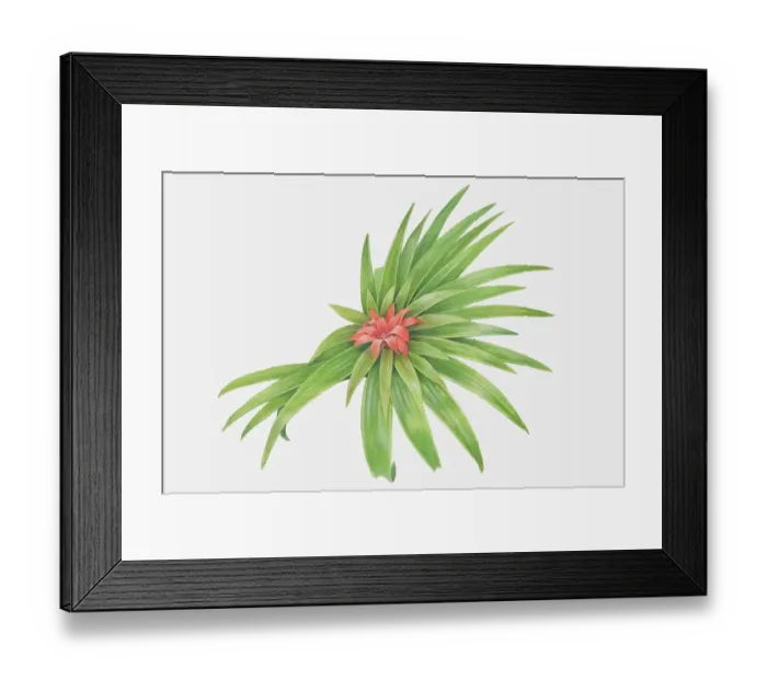 Framed Print : Illustration, Bromeliad, red flower amid layers of long pointy leaves Framed Print : Illustration, Bromeliad, red flower amid layers of long pointy leaves
