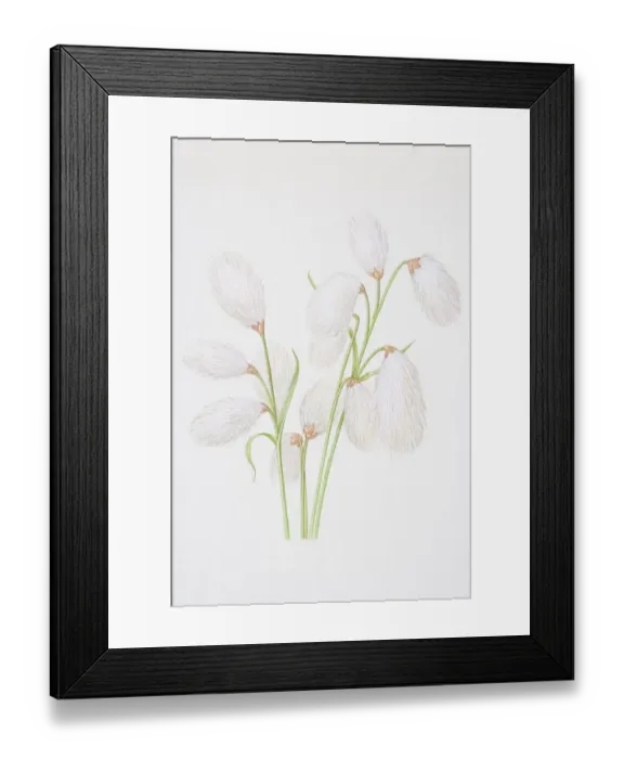 Framed Print : Illustration, Cottongrass (Eriophorum angustifolium), with cotton-like flowerheads hanging from top Framed Print : Illustration, Cottongrass (Eriophorum angustifolium), with cotton-like flowerheads hanging from top