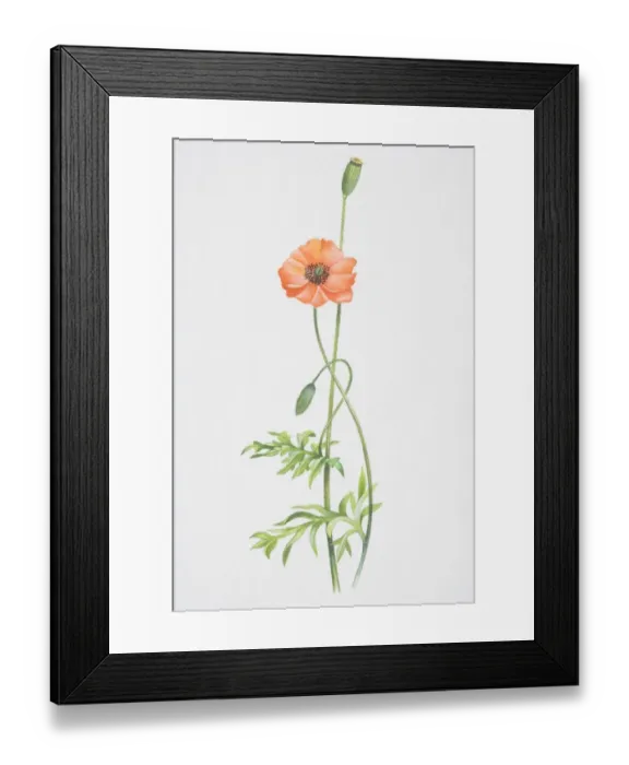 Framed Print : Papaver rhoeas, Field Poppy, long stemmed plant with a red flower Framed Print : Papaver rhoeas, Field Poppy, long stemmed plant with a red flower