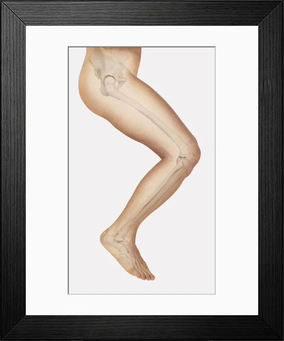 Framed Print : Diagram showing bones inside human leg, ready to jump Framed Print : Diagram showing bones inside human leg, ready to jump