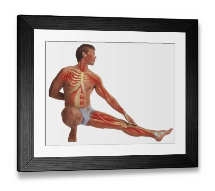 Framed Print : Man balancing on one foot, kneeling, other foot stretched out, hand behind back, other hand touching outstretched leg, illustration of his muscles and skeleton overlaid on body Framed Print : Man balancing on one foot, kneeling, other foot stretched out, hand behind back, other hand touching outstretched leg, illustration of his muscles and skeleton overlaid on body