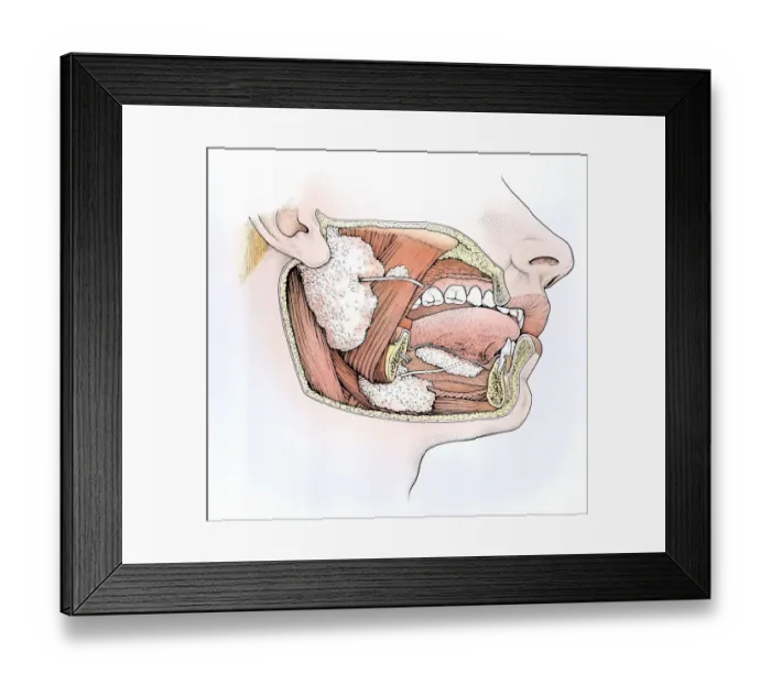 Framed Print : Diagram showing inside of mouth and salivary glands Framed Print : Diagram showing inside of mouth and salivary glands