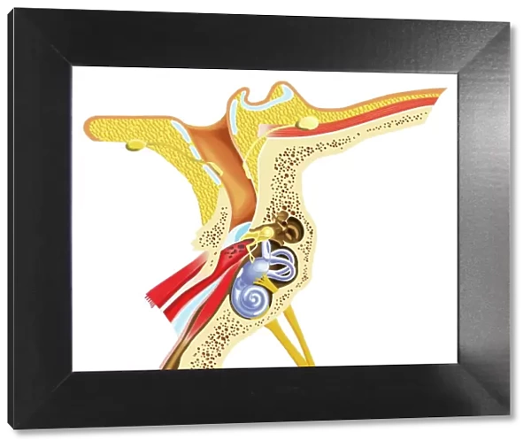 Diagram of inner ear showing auditory canal, eardrum, semicircular canals, cochlea, cochlea nerve, eustachian tube