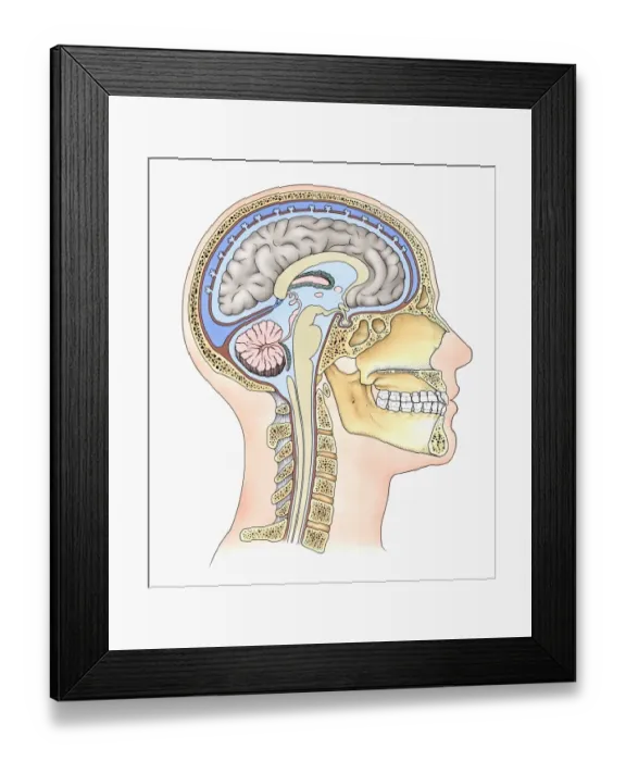 Framed Print : Lateral cross section through the skull showing the brain with intermediate layers (meninges) highlighted Framed Print : Lateral cross section through the skull showing the brain with intermediate layers (meninges) highlighted