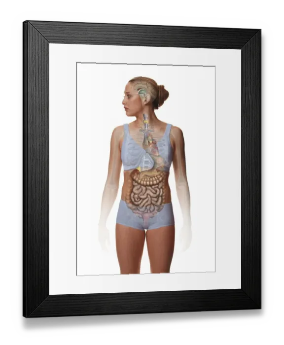 Framed Print : Woman standing, body facing forward head turned to one side, illustration overlay showing skeleton and inner organs