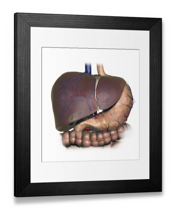 Framed Print : Diagram showing human liver, stomach, gallbladder and pancreas Framed Print : Diagram showing human liver, stomach, gallbladder and pancreas