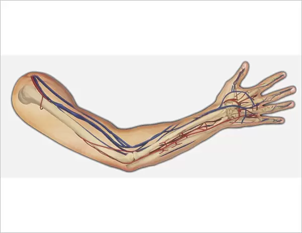Diagram showing bones, veins and arteries in a human arm and hand