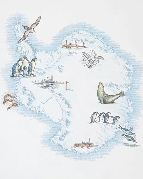 Map of Antarctica overlaid with illustrations of Sea Gulls, Penguins, Elephant Seal, Shrimp and buildings