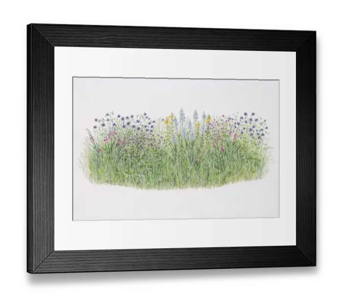 Framed Print : Flower border, including Aquilegia vulgaris or Columbine, Gladiolus byzantinus, Geranium phaeum or Mourning Widow, Camassia leichtlinii or Quamash, Oenothera biennis or Evening Primrose Framed Print : Flower border, including Aquilegia vulgaris or Columbine, Gladiolus byzantinus, Geranium phaeum or Mourning Widow, Camassia leichtlinii or Quamash, Oenothera biennis or Evening Primrose