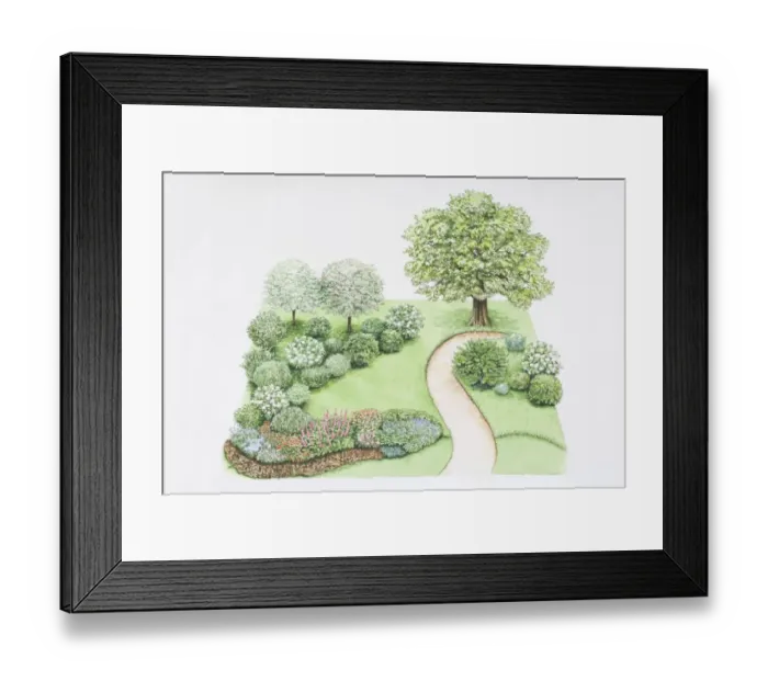 Framed Print : Path winding its way through landscaped garden, plants including Quercus alba or White Oak, Cornus sp. or Dogwood, bushy tree growing pink flowers, Viburnum trilobum or American Highbush Cranberry, shrub growing round white flowers Framed Print : Path winding its way through landscaped garden, plants including Quercus alba or White Oak, Cornus sp. or Dogwood, bushy tree growing pink flowers, Viburnum trilobum or American Highbush Cranberry, shrub growing round white flowers