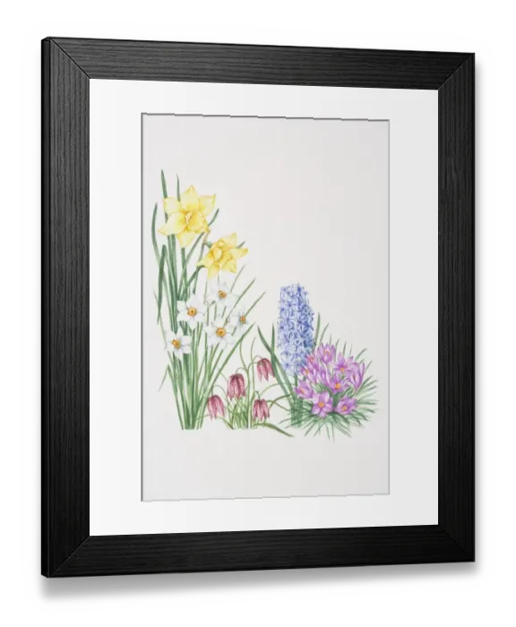 Framed Print : Yellow flowers of Daffodil towering over white flowers of Narcissus, violet, drooping flowerheads of Fritillary, blue flowerheads of Hyacinth and upward-facing purple petals of Cerise Crocus Framed Print : Yellow flowers of Daffodil towering over white flowers of Narcissus, violet, drooping flowerheads of Fritillary, blue flowerheads of Hyacinth and upward-facing purple petals of Cerise Crocus