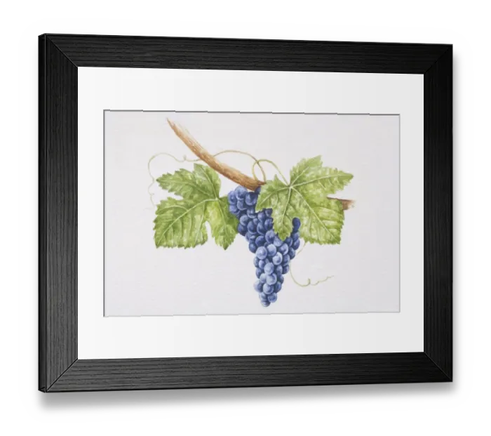Framed Print : Bunch of dark purple Touriga Nacional grapes on vine