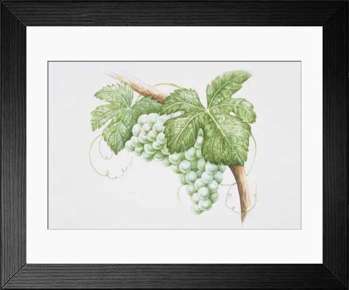 Framed Print : Bunch of Sauvignon Blanc grapes on vine Framed Print : Bunch of Sauvignon Blanc grapes on vine