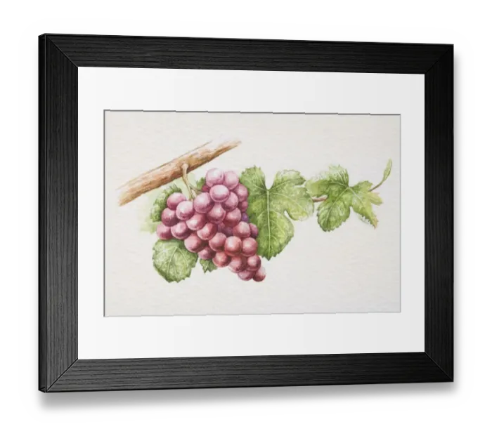 Framed Print : Bunch of purple Gewurztraminer grapes on vine