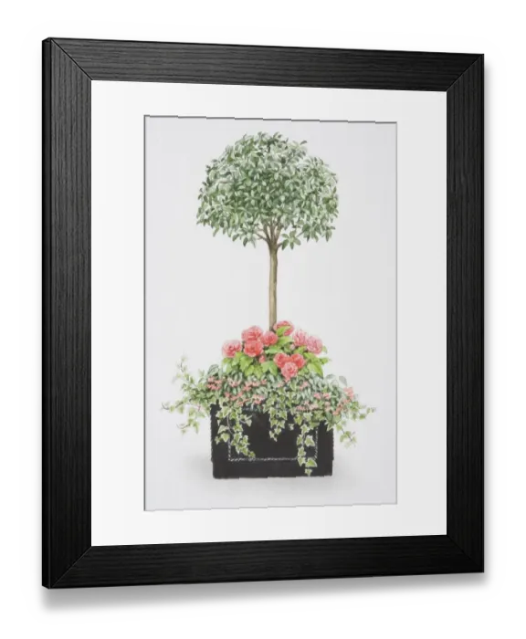 Framed Print : Viburnum tinus, tree-like mop-headed shrub, with an underplanting of pink rose-like flowers of Begonia x tuberhybrida Non-stop, small pink flowers of Begonia pendula Illumination and ivy trailing over edges of square container Framed Print : Viburnum tinus, tree-like mop-headed shrub, with an underplanting of pink rose-like flowers of Begonia x tuberhybrida Non-stop, small pink flowers of Begonia pendula Illumination and ivy trailing over edges of square container