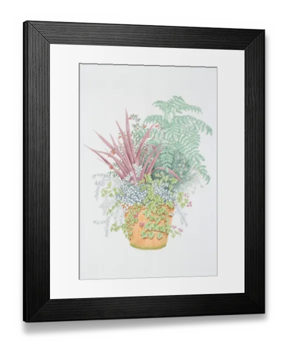 Framed Print : Mixed plants in pot, including red leaved Cordyline, yellow-white flower heads of Bellis sp. Daisy, trailing heart-shaped leaves of Geranium, trailing whitish leaves of Helichrysum petiolare Framed Print : Mixed plants in pot, including red leaved Cordyline, yellow-white flower heads of Bellis sp. Daisy, trailing heart-shaped leaves of Geranium, trailing whitish leaves of Helichrysum petiolare