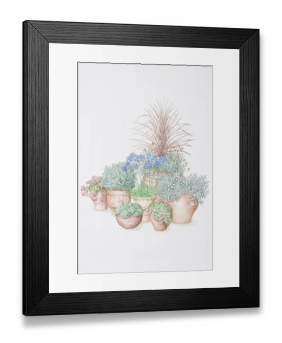 Framed Print : Group of plants in pots, from front to back and left to right, green rosettes of Sempervivum montanum and tight rounded rosettes of Sempervivum guiseppi in shallow pots, red flowers of Sedum Ruby Glow spilling over sides of pot Framed Print : Group of plants in pots, from front to back and left to right, green rosettes of Sempervivum montanum and tight rounded rosettes of Sempervivum guiseppi in shallow pots, red flowers of Sedum Ruby Glow spilling over sides of pot