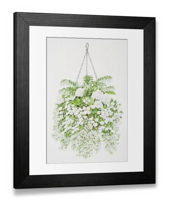 Framed Print : Profusion of white flowers tumbling from hanging basket, from top to bottom, bell-shaped flowers of Fuchsia, large white flowers of Begonia, small round flowers of Impatiens or Busy Lizzie and tiny flowers of Lobelia Framed Print : Profusion of white flowers tumbling from hanging basket, from top to bottom, bell-shaped flowers of Fuchsia, large white flowers of Begonia, small round flowers of Impatiens or Busy Lizzie and tiny flowers of Lobelia