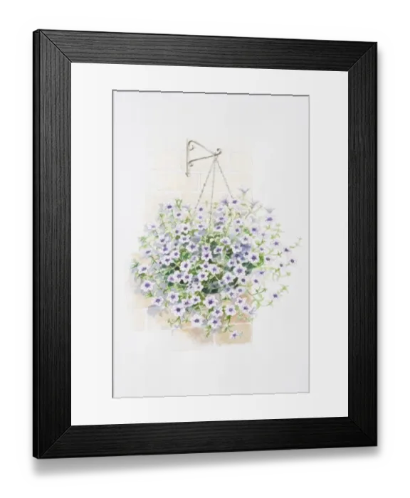 Framed Print : Lilac flowers of Petunia Surfinia Series in hanging basket Framed Print : Lilac flowers of Petunia Surfinia Series in hanging basket