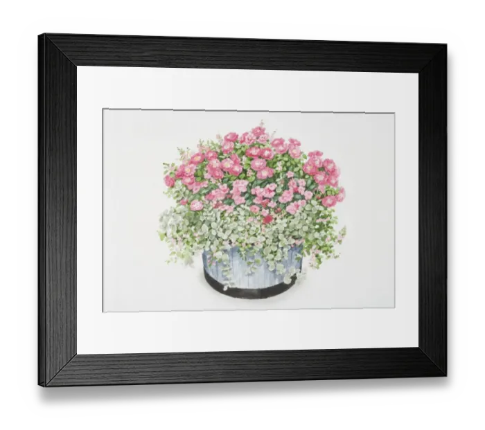 Framed Print : Rosa Flower Carpet, bushy plant with cerise-pink flowers in round container Framed Print : Rosa Flower Carpet, bushy plant with cerise-pink flowers in round container