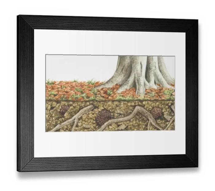 Framed Print : Bottom of tree trunk and, underneath, cross section of soil and Tuber aestivum, Summer Truffles, fruiting inbetween tree roots Framed Print : Bottom of tree trunk and, underneath, cross section of soil and Tuber aestivum, Summer Truffles, fruiting inbetween tree roots