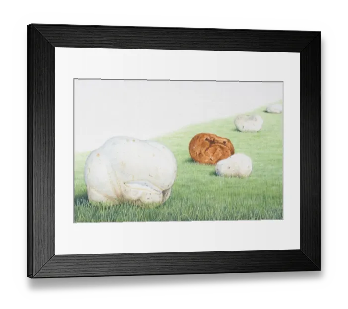 Framed Print : Calvatia gigantea, Giant Puffball, football-shaped mushrooms in a field, including ripe, edible white ones and inedible, older brown ones Framed Print : Calvatia gigantea, Giant Puffball, football-shaped mushrooms in a field, including ripe, edible white ones and inedible, older brown ones