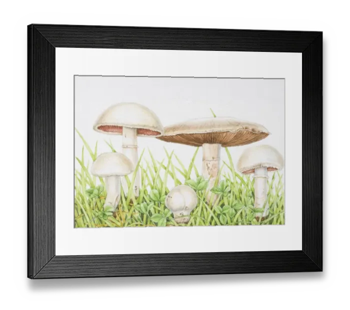 Framed Print : Agaricus campestris, group of white Field Mushrooms with brown and purple gills Framed Print : Agaricus campestris, group of white Field Mushrooms with brown and purple gills