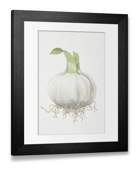 Framed Print : Allium sativum, Garlic bulb Framed Print : Allium sativum, Garlic bulb