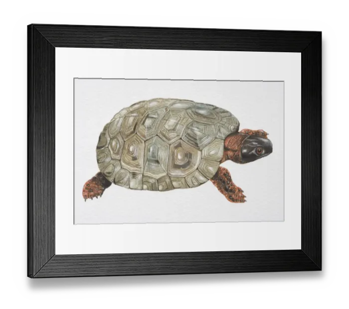 Framed Print : Wood Turtle (Clemmys insculpta) with olive green carapace, black head and spotted red limbs, hight angle view Framed Print : Wood Turtle (Clemmys insculpta) with olive green carapace, black head and spotted red limbs, hight angle view