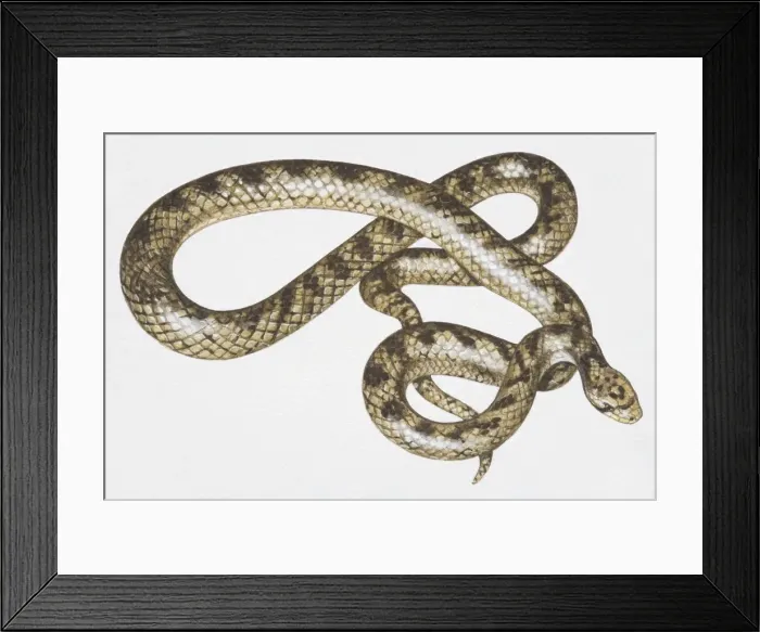 Framed Print : Slithering brown patterned snake (Serpentes), high angle view Framed Print : Slithering brown patterned snake (Serpentes), high angle view