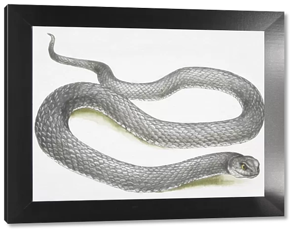 Slithering grey snake (Serpentes)