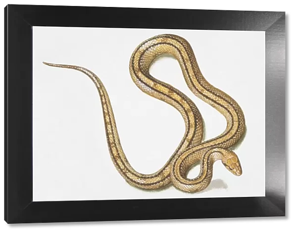 Slithering yellow-brown snake (Serpentes) with two black lines running along body, view from above