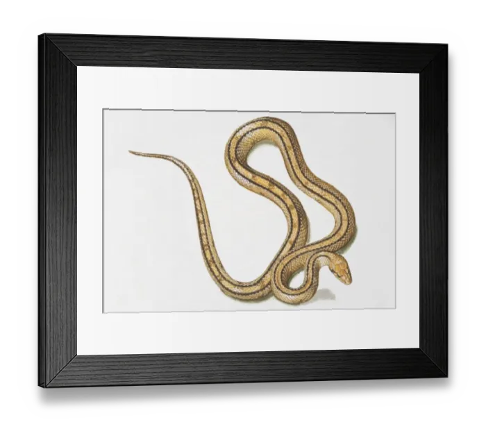 Framed Print : Slithering yellow-brown snake (Serpentes) with two black lines running along body, view from above Framed Print : Slithering yellow-brown snake (Serpentes) with two black lines running along body, view from above