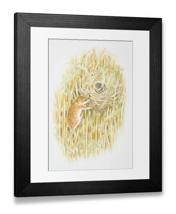 Framed Print : Harvest Mouse (Micromys minutus) climbing a stalk leading to a nest in the middle of a field Framed Print : Harvest Mouse (Micromys minutus) climbing a stalk leading to a nest in the middle of a field
