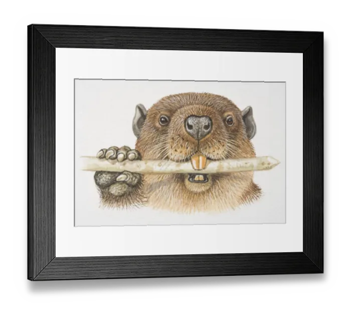 Framed Print : American Beaver (Castor canadensis) gnawing on a tree trunk Framed Print : American Beaver (Castor canadensis) gnawing on a tree trunk