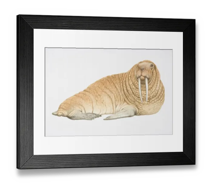 Framed Print : Brown walrus (Odobenus rosmarus) with two large tusks, looking ahead Framed Print : Brown walrus (Odobenus rosmarus) with two large tusks, looking ahead
