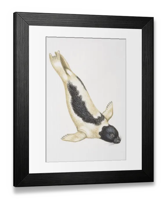 Framed Print : Harp Seal (Phoca groenlandica) diving Framed Print : Harp Seal (Phoca groenlandica) diving