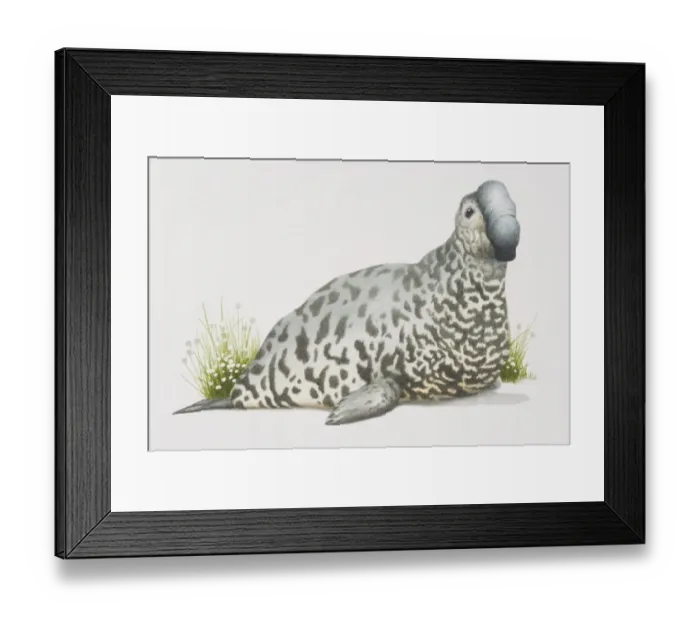 Framed Print : Elephant Seal (Mirounga angustirostris), light grey spotted seal with a trunk-like nose Framed Print : Elephant Seal (Mirounga angustirostris), light grey spotted seal with a trunk-like nose