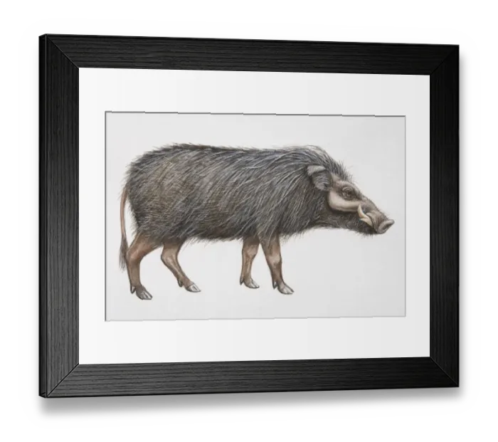 Framed Print : Giant Forest Hog (Hylochoerus meinertzhageni), side view Framed Print : Giant Forest Hog (Hylochoerus meinertzhageni), side view