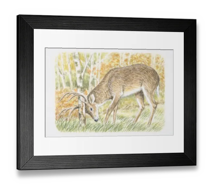 Framed Print : Deer buck (Cervidae) rubbing its antlers against tree Framed Print : Deer buck (Cervidae) rubbing its antlers against tree