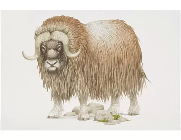 Musk ox (Ovibos moschatus), shaggy coated with curving horns